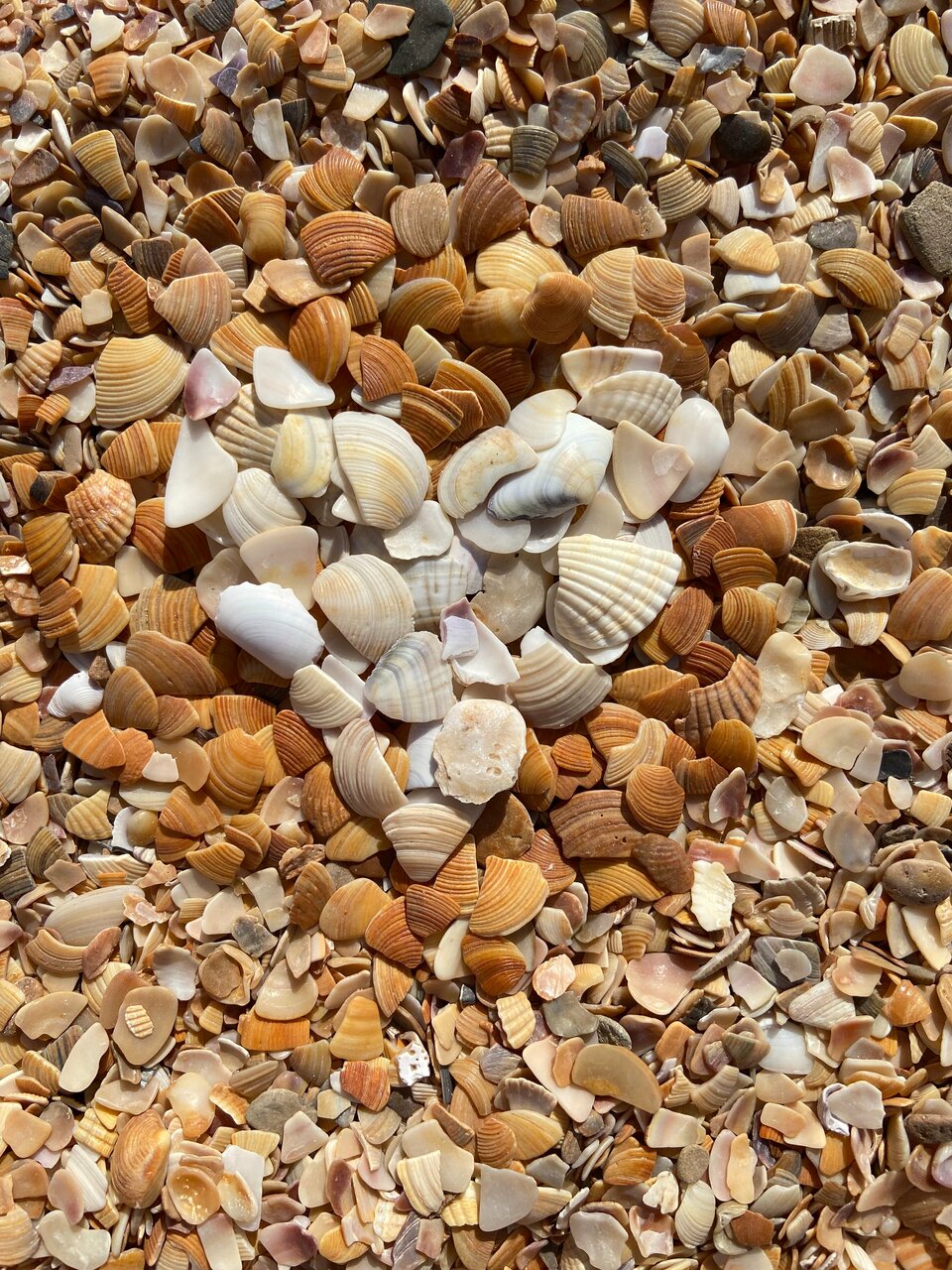 Гостиница Космос Витязево-142