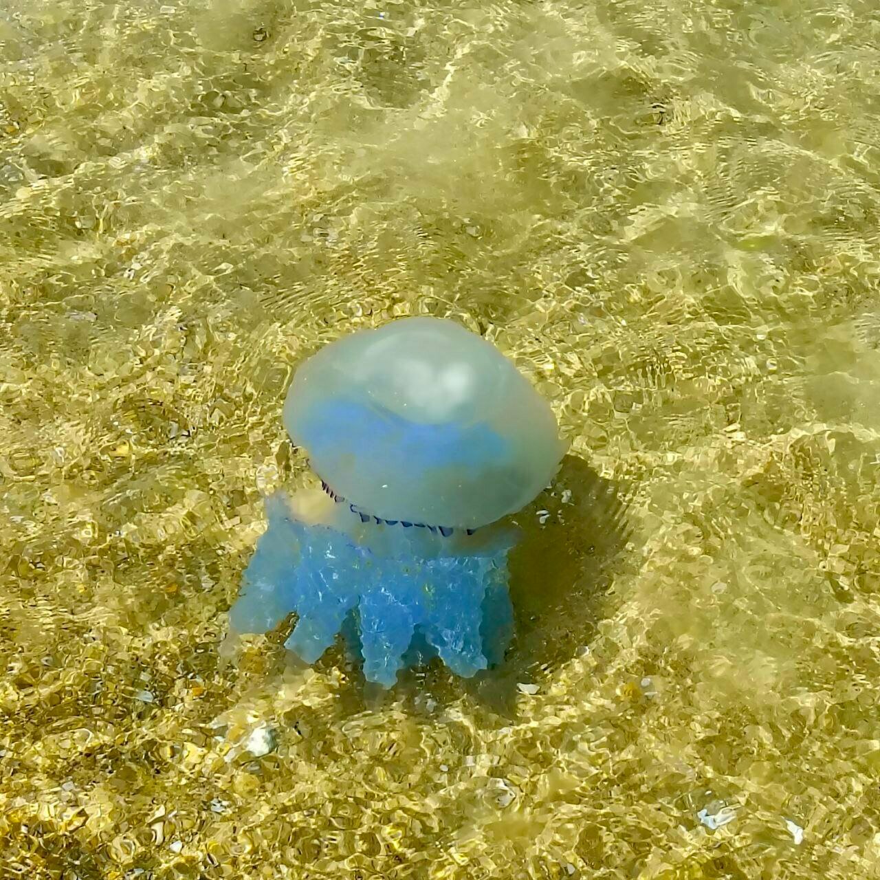 Гостиница Космос Витязево-145